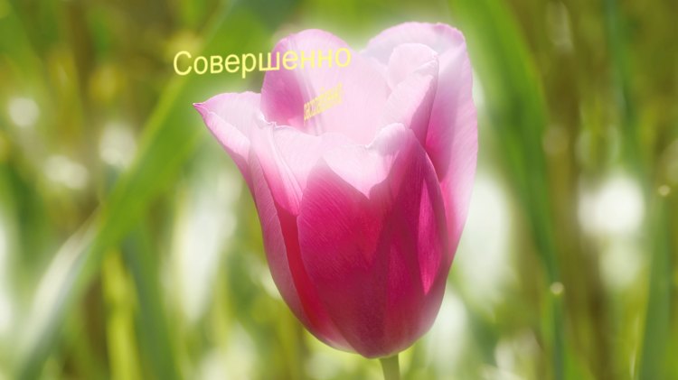 red tulip with text